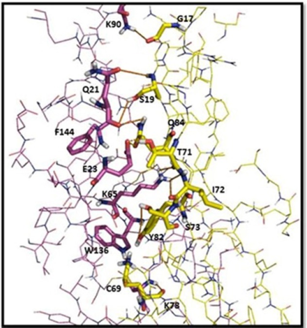 Intermolecular interaction analyses of the scFv (yellow) with TNF-α (purple). Amino acid residues involved in the interactions with the scFv are labeled, and the hydrogen bonds are shown as red lines. The distances shown are in Å