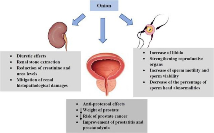 The effects of A. cepa (onion) and its constituents on urogenital system. ↓: Decrease