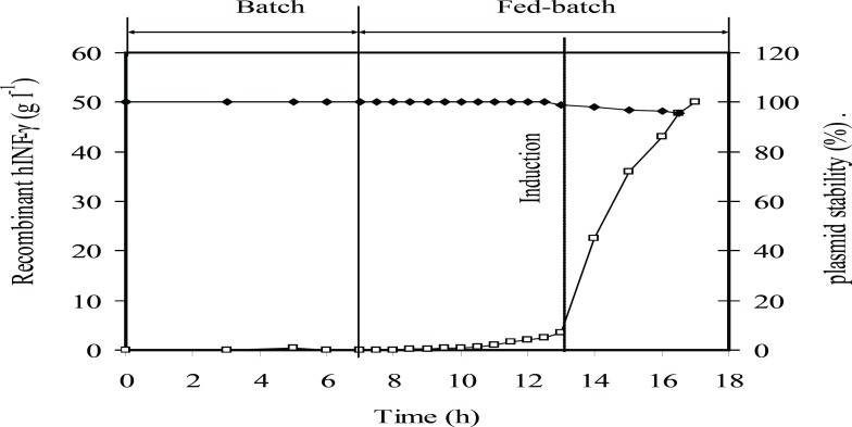 Kinetic of rhIFN-γ production at the optimum induction conditions at fed-batch culture of E.coli BL21 (DE3) (pET3a-ifnγ). Plasmid stability (%) (♦), and rhIFN-γ production (g L-1 rhIFN-γ) (□). The dotted line indicates induction time