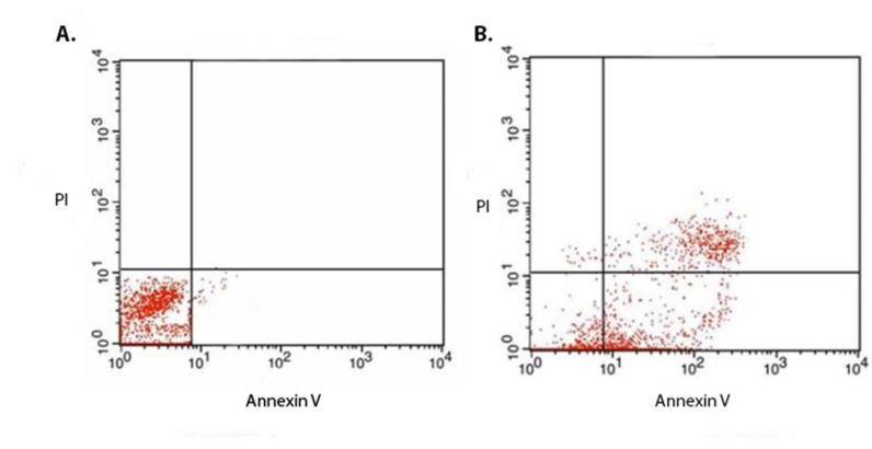 (A) Flow cytometric analysis of the non-treated and (B) treated cells for evaluation of the mechanism of the chimeric protein induced cell death. The MCF7 cells were treated with IC50 (1.88 µM) of the chimeric protein for 4 h. Annexin V and PI staining analysis of the MCF7 cells showed the induction of apoptosis in the treated cells. In case of untreated control cells, result showed 98.0% non- stained cells. However, for the treated MCF7 cells, the amount of the non-stained cells was 15.26% while the annexin V stained cells (early apoptotic cell) accounted for about 43% ± 6.36% (n = 3)