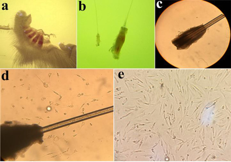 Follicle, Bulge, Bulge explant, and migrated cells. (a) Whisker pad with 4 follicles. (b) A bulge in compression of follicle. (c) Primary bulge explant at the first day of culture (×40). (d) Migration of cells. The bulge appears as dark tissue. It is surrounded by a halo of the cells with stellate morphology that have emigrated from the bulge explant, and which proliferate rapidly under appropriate culture conditions (×100). (e) Migratory cells are present on the collagen substratum. Cells morphology at 5 days after onset of EPI-NCSCs emigration from bulge explants (×100)