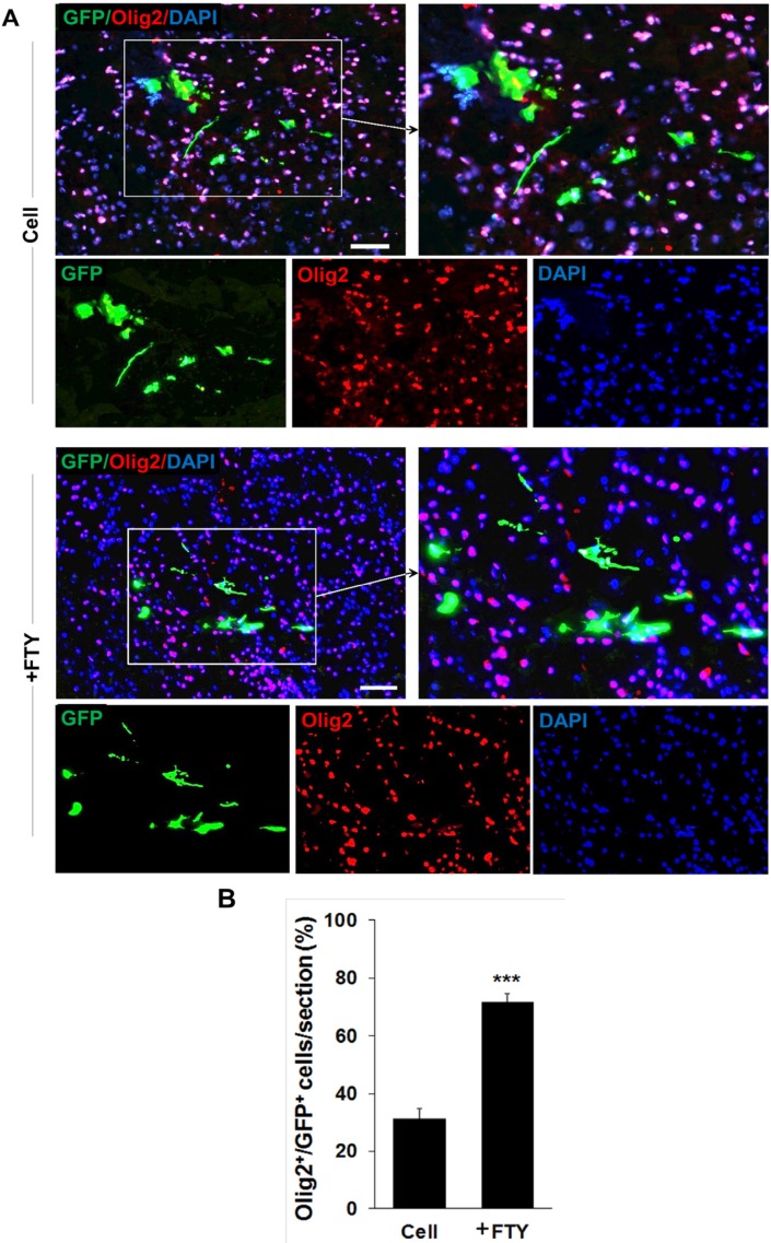 Evaluation of the effect of fingolimod on transplanted neural progenitor (NP) differentiation to oligodendrocyte lineage cells. (A) Transplanted NPs that expressed Olig2 as an oligodendrocyte lineage marker on dpt 7. (B) Quantitative analysis of transplanted cells that differentiated to oligodendrocyte lineage cells at dpt 7. Cell (as control): animals that received NPs. +FTY: Animals that received fingolimod and NPs. ***P < 0.001. Scale bar: 20 µm. GFP: Green fluorescence protein (reporter gene); DAPI: Nuclei stain; Olig2: Oligodendrocyte lineage marker; dpt: Day post-transplantation. n = 3