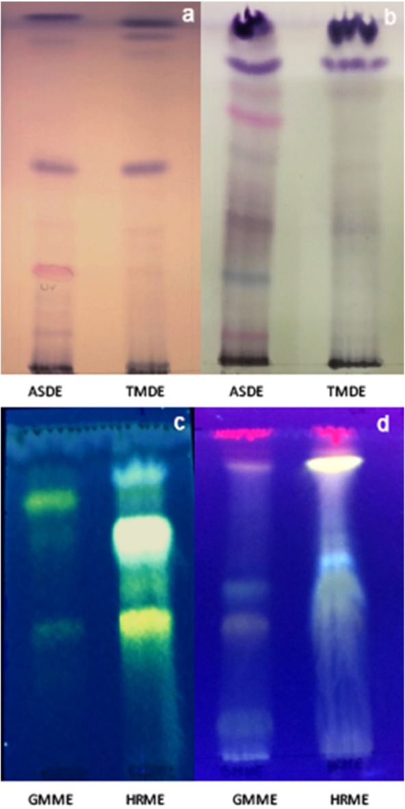 TLC chromatographic profiles of dichloromethane extracts of A. silphioides (ASDE) and T. megapotamicum (TMDE) and methanol extracts of H. radiatum (HRME) and G. megapotamica (GMME). a: system I (sprayed with anisaldehyde sulfuric acid reagent), b: system II (sprayed with anisaldehyde sulfuric acid reagent), c: system III, (sprayed with Natural Products reagent), d: system IV (sprayed with Natural Products reagent). The chromatograms were observed in visible light (a and b) and under UV light at 366 nm (c and d)