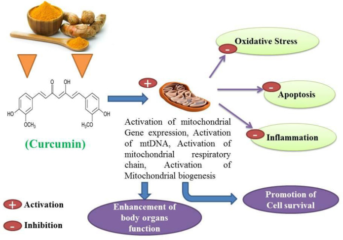 The protective effect of curcumin in multiple organs of the body has been mediated by mitochondrial biogenesis, which ultimately prevents oxidative stress, inflammation and apoptosis, contributing to the enhancement of body organ function