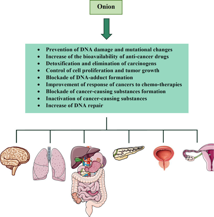 The anti-cancer effects of A. cepa (onion) and its constituents on different organs