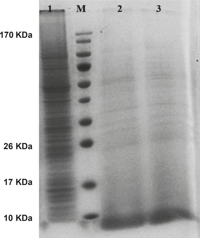 Mouse hepcidin-1 expression in SF-9 cells and the electrophoresis of the proteins in 15% SDS-Polyacrylamide Gel.The lane M is the molecular marker (Pageruler™ Prestained Protein Ladder). The lane 1 is the pattern of total protein products isolated from SF-9 cells transfected with natural baculovirus (without hepcidin gene). The lane 2 is the total of proteins isolated from supernatant of SF-9 cells transfected with recombinant bacmid (with the hepcidin gene) with MOI.20 in 72 h post-incubation time period. Mouse hepcidine-1 protein is approximately 10 KDa. The lane 3 has the same conditions as lane 2 except with the 96 h post-incubation time period