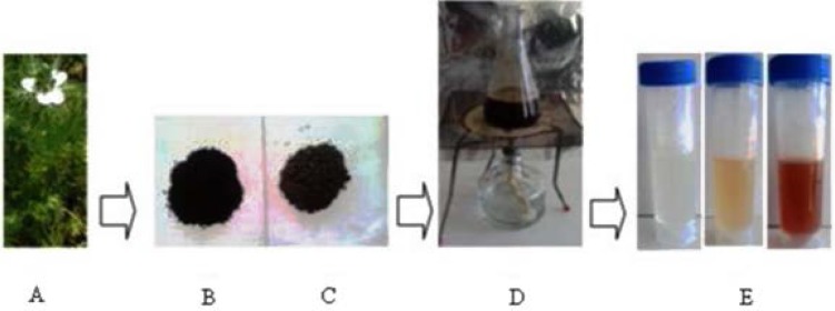 Biosynthesis of silver nanoparticles from seed aqueous extract of N. arvensis