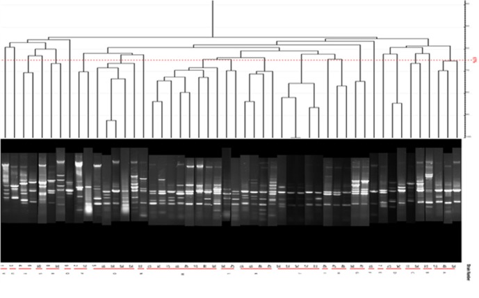 Dendrogram of the ERIC-PCR products of P. aeruginosa strains isolated from human samples are shown in Figure 5
