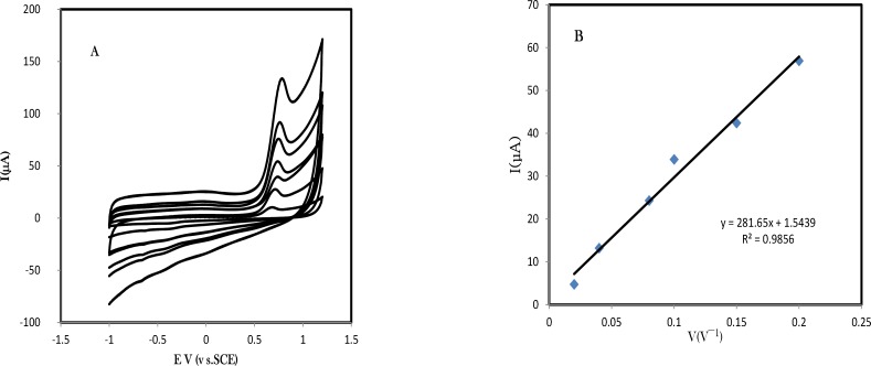 A) Cyclic voltammograms of pre-adsorbed amlodipine in various scan rates (B) Plot of the anodic and the cathodic peak current versus the scan rate consistent with an pre-adsorbed amlodipine, the modified electrode is immersed for 15 min in amlodipine solution and then rinsed and transfer into clean phosphate buffer solution pH 7.0. Scan rate was 100 mV s-1