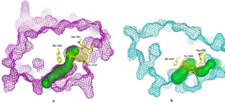 CAVER result and predicted tunnel reached the active site of (a) TNKS1 in magenta and (b) TNKS2 in cyan