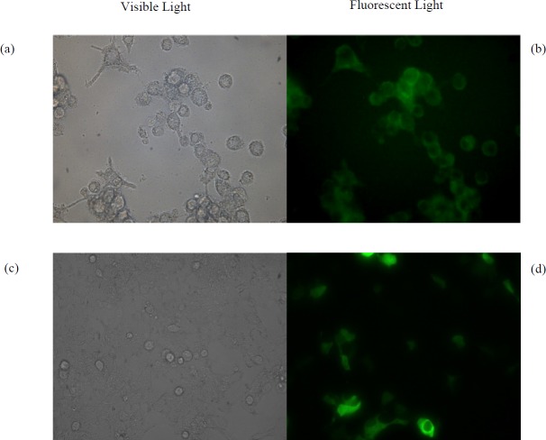(a) Microscopic images of RAW264.7 cells under visible light and (b) fluorescent light treated by the pGFP- loaded NPs. (c) Microscopic images of HEK293T cells under visible light and (d) fluorescent light treated by free pGFP using calcium phosphate method
