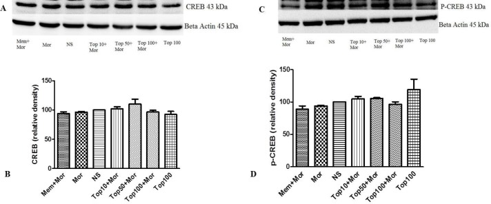 Effect of morphine and topiramate on the protein expression of CREB and p-CREB in hippocampus following morphine-induced CPP in rat. (A and C) Specific bonds of CREB and p-CREB proteins according to western blot analysis. (B and D) Densitometric data of protein analysis. Data are expressed as the mean ± SEM of 4 separate experiments. ANOVA test was used for statistical analysis. NS: Normal saline; Mor: Morphine; Top: Topiramate; Mem: Memantine