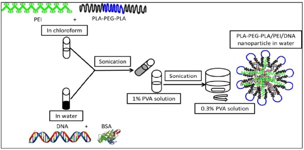 Encapsulation of plasmid DNA into PLA–PEG-PLA copolymer by double emulsion solvent evaporation technique