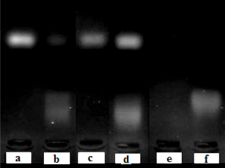 Stability of free ODN in absence (a) or presence (b) of fetal bovine serum and the liposomal ODN in absence (c) or presence (d) of fetal bovine serum at 37°C for 6 h. Line (e) is pure equivalent total lipids and line (f) shows pure serum as control. Stability was analyzed by 2 % agarose gel electrophoresis, 70V for 30 min.