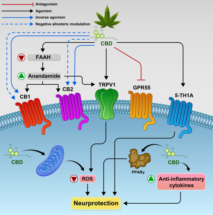 Potential mechanisms underlying CBD’s action and the main molecular targets. CBD inhibit, the enzyme which metabolizes anandamide i.e. FAAH. and activate CB1 and/or CB2 receptors indirectly. Also CBD may act as a CB1R negative allosteric modulator, a CB2R partial agonist or antagonist/inverse agonist. CBD activates the transient receptor potential channels (TRPV1), 5‐HT1A receptor and as antagonist of the receptor GPR55.Also promote PPARγ receptors, increased anti-inflammatory cytokines responses resulting in neuroprotection