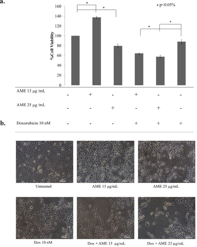 Cytotoxicity of AME in combination with dox. 4T1 cells (5 × 104 cells/mL) were treated with 13 μg/mL and 25 μg/mL of AME, and its combination with dox (10 nM) for 24 hwas then subjected to counting with trypan blue. (a) The percentage of 4T1 cells viability.The viable cells were calculated in accordance with the analysis procedure (p < 0.05). (b) The cells’ appearance after being treated with AME under an inverted microscope with a 100× magnification