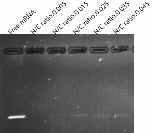 Agarose gel electrophoresis of mRNA extracted from nanoparticles after treatment with nuclease enzyme. Lane 1 (left) untreated control mRNA, lane 2-6 represented GFP mRNA complexed with PEI /PLGA at varying N/P ratios ranging from 0.005 to0.045 incubated with nuclease at 37 for 1 h. As shown, N/P ratio 0.025 and more than 0.025 was sufficient to protect mRNA from digestion by nuclease