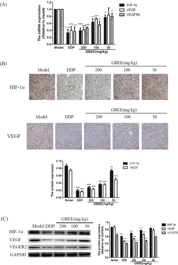 Effects of GBEE on HIF-1α, VEGF and VEGFR2 in B16-F10 transplanted tumor. Mice with transplantation tumor were treated with normal saline (NS), cis-Dichlorodiamineplatinum (Ⅱ) (DDP, 3 mg/kg), and 50, 100, 200 mg/kg of Ginkgo biloba exocarp extracts (GBEE). (A) The mRNA expression of HIF-1α, VEGF and VEGFR2 in tumors were analyzed by qRT-PCR. (B) The protein expression of HIF-1α, VEGF and VEGFR2 were determined by immunohistochemistry. HIF-lα accumulated in the nucleus and was dyed as brown. VEGF located in the cytoplasm and was dyed as brown. The histogram was the quantitative result of HIF-1α, VEGF and VEGFR2. (C) The protein expression of HIF-1α, VEGF and VEGFR2 were determined by Western Blot assay. The histogram was the quantitative result of HIF-1α, VEGF and VEGFR2. Data are shown as mean ± SD (n = 3). *P < 0.05, **P < 0.01, ***P < 0.001, vs. model control