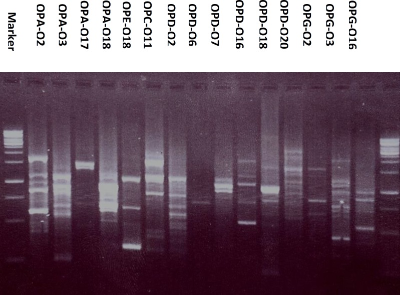 The RAPD electrophoretic profile of Passiflora caerulea L. generated by fifteen decamer primers