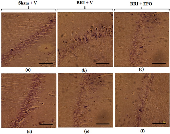 Neurons of the CA1 region of hippocampus 24 h and 1w after reperfusion. Most neurons of the hippocampus in sham + V group have normal morphology (a) but for the BRI + V group, several degenerated cells can be seen with shrinkage nuclei and dark cytoplasm (b). EPO could attenuate degenerative changes induced by BRI (c). Normal morphology of pyramidal neurons was observed in all experimental groups (d_f) (Scale bars = 50 μm