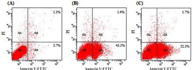 Flow cytometry analysis for apoptosis inducing activity of MEAC on DLA cells were labeled with PI and Annexin-V FITC Fluos and then fixed and analyzed on a Flowcytometer. DLA control group (A), MEAC 200 mg/kg (B) and MEAC 400 mg/kg (C). Dual parameter dot plot of FITC-fluorescence (x-axis) versus PI-fluorescence (y-axis) has been shown in logarithmic fluorescence intensity. Quadrants: lower left, live cells; lower right, apoptotic cells; upper right, necrotic cells