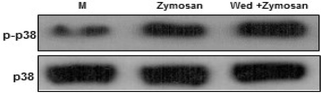 Wedelolactone negatively regulates zymosan-induced phosphorylation of p38 MAPK activation in BMDMs. The cells were pretreated solvent control (0.1% DMSO) or wedelolactone (30 µg/mL) for 45 min. Then the cells were stimulated with zymozan (100 µg/mL) for 30 min. The cells were harvested after 1 hour lysed with ice-cold lysis buffer, and subjected to western blot analysis to detect the activation of mitogen-activated protein kinases (MAPKs) (p38). M, media control; Wed, wedelolactone. The results are representative of three experiments
