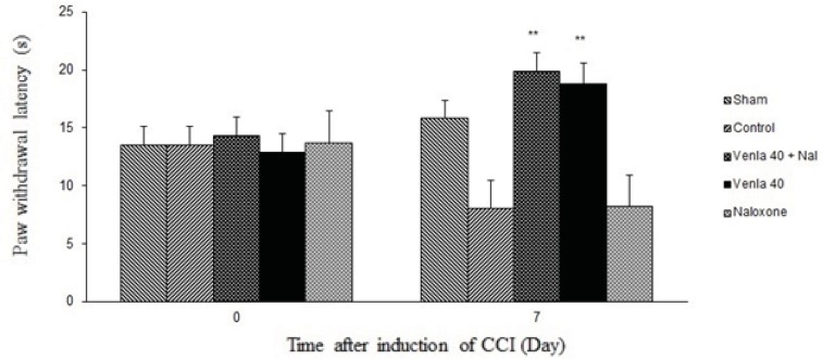 The effect of naloxone (1 mg/Kg s.c.) on the antihyperagesic effect of acute treatment with venlafaxine (40 mg/Kg i.p.).