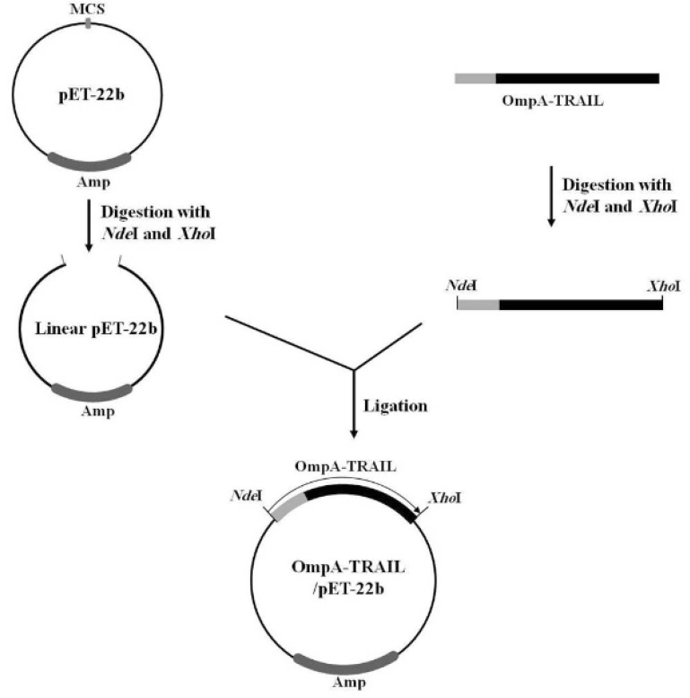 Cloning of OmpA-TRAIL fragment in pET-22b expression plasmid. OmpA-TRAIL fragment and pET-22b plasmid were digested separately with restriction Enzymes NdeI and XhoI. Then, digested fragment and plasmid were ligated using T4 DNA ligase.