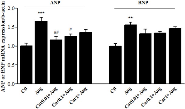 Transcription level of natriuretic peptides in H9c2 cells. Atrial and brain Natriuretic peptides (ANP and BNP, respectively) mRNA levels were assessed in the Angiotensin II (Ang)-induced hypertrophied H9c2 cells in the presence or absence of carvacrol (Car) at different concentrations. Un-treated cells served as control (Ctl). The data are displayed as mean ± SEM. **P < 0.01 and ***P < 0.001 vs. Ctl. #P < 0.05 and ##P < 0.01 vs. Ang