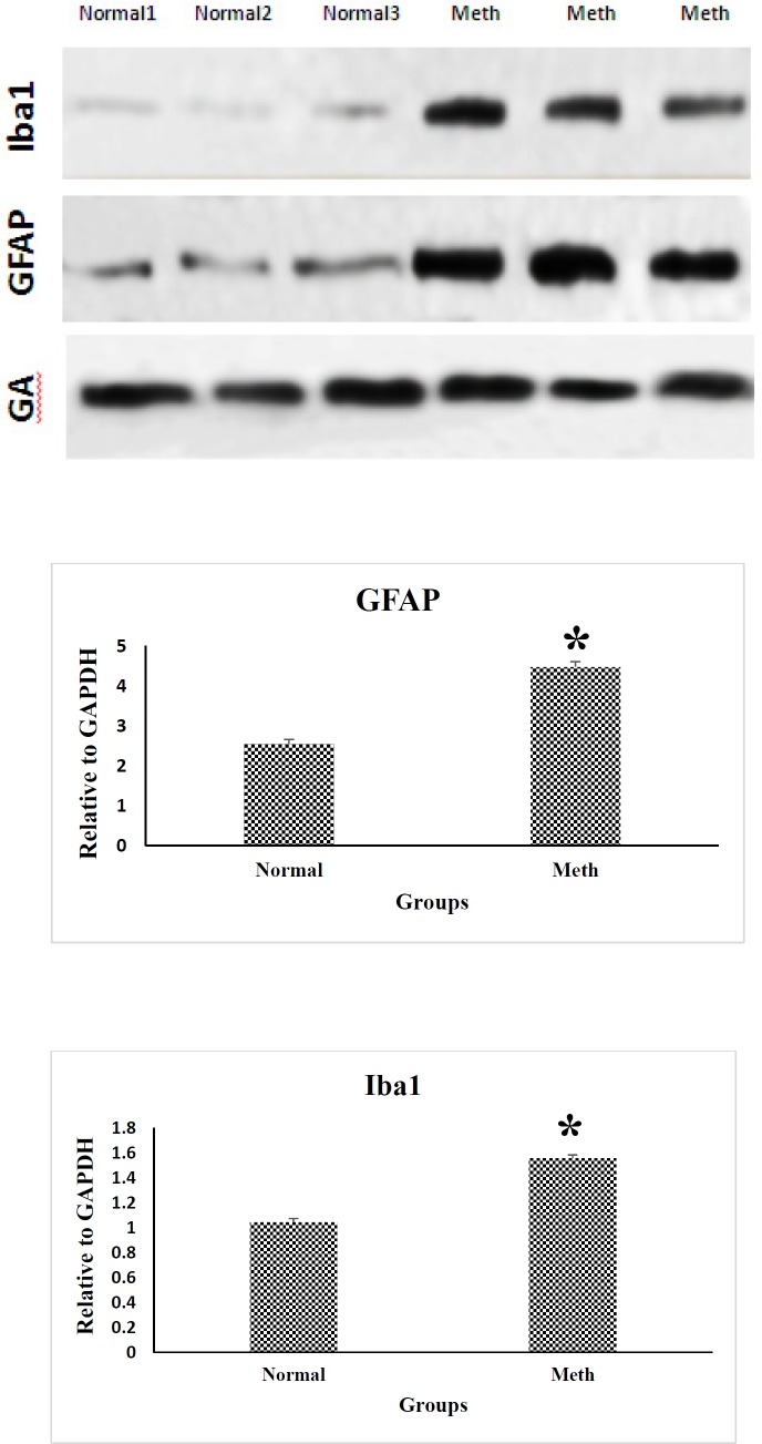 Western blotting analysis of GFAP and Iba1 proteins in the CA1 region of the hippocampus in Meth and Normal groups. GFAP and Iba-1 protein levels are increased in the CA1 hippocampal region in Meth groups comparing to the Normal groups (*P < 0.05)