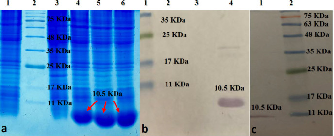 (a) SDS-PAGE analysis of D-EC3 protein expression at different times: Lane1: BL 21; Lane 2:marker ; Lane 3: 0 time; Lane 4:2h ; Lane 5: 4h; Lane 6: 6h after induction. (b) Western blot analysis of D-EC3 protein: Lane 1: marker; Lane 2: BL 21; Lane 3: 0 time; Lane 4, 6h after induction. (c) Western blot analysis of the D-EC3 following the purification: Lane 1: purified protein; Lane 2: marker
