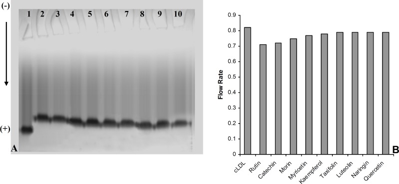 (A) Electrophoresis analysis of carbamylated LDL in absence (Lane 1) and presence of 40 μmol/L concentration of rutin (Lane 2), catechin (Lane 3), morin (Lane 4), myricetin (Lane 5), kaempferol (Lane 6), taxifolin (lane 7), luteolin (Lane 8), naringin (Lane 9) and quercetin (Lane 10) on 5% polyacrylamide gel. (B) The Comparison of the flow rate of carbamylated LDL (cLDL) in absence and presence of flavonoids (40 μmol/L) on 5% polyacrylamide gel