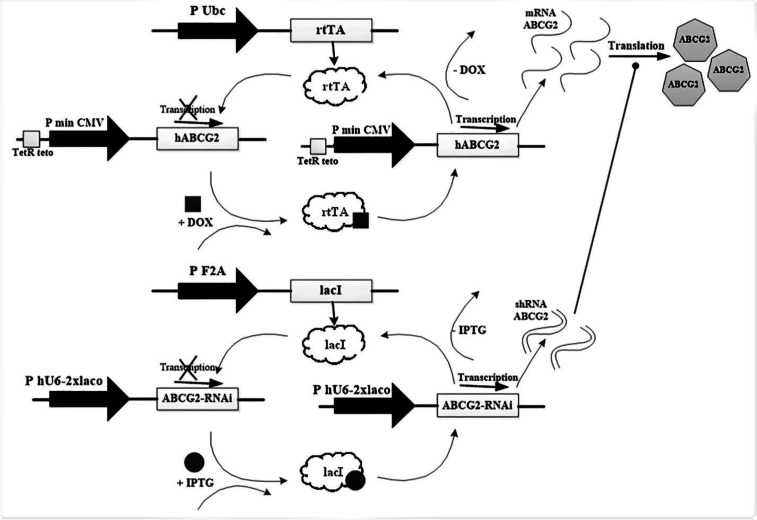 Human ABCG2 and BCRP-shRNA gene maps