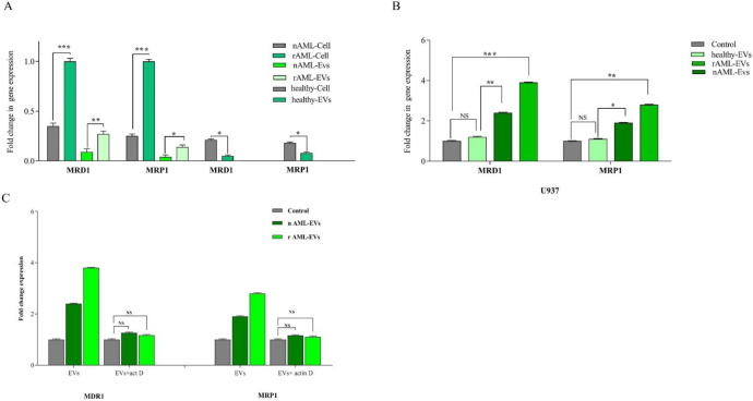 (A) MDR-1 and MRP1 expression in healthy, new case AML and relapsed AML-cells and correspond EVs. We first analyzed the normalized expression of MRD1 and MRP1 in cellular and vesicular compartment of all subjects. The resulting data showed that the expression of these genes were lower in EVs as compared with AML parent cells. In new cases and relapsed patients, the fold changes of both genes in EVs were increased. (B) The expression of MRD1 and MRP1in U937 cell treated with new cases and relapsed EVs were significantly increased. Data are mean ± SE of three independent experiments. (C) U937 cells was treated with actinomycin D (1 mg/mL) prior to EV incubation. After 24 h of EV integration, we did not observe any significant change in MDR-1 and MRP1 expression, indicating that the increase of these genes was not due to RNA transfer. Statistical significance were defined at *P < 0.05, **P < 0.01 and ***P < 0.001compared to corresponding control