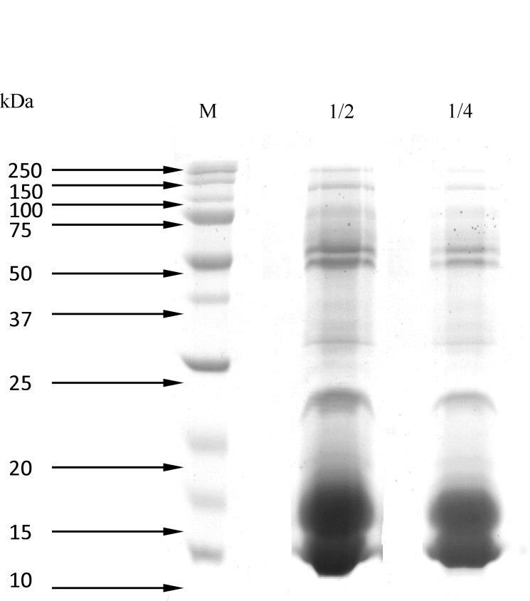 Separation of Naja Naja proteins venom by SDS-PAGE (15%) 1) Molecular weight markers. 2) crude venom (dilution 1:2).3) crude venom (dilution 1:4