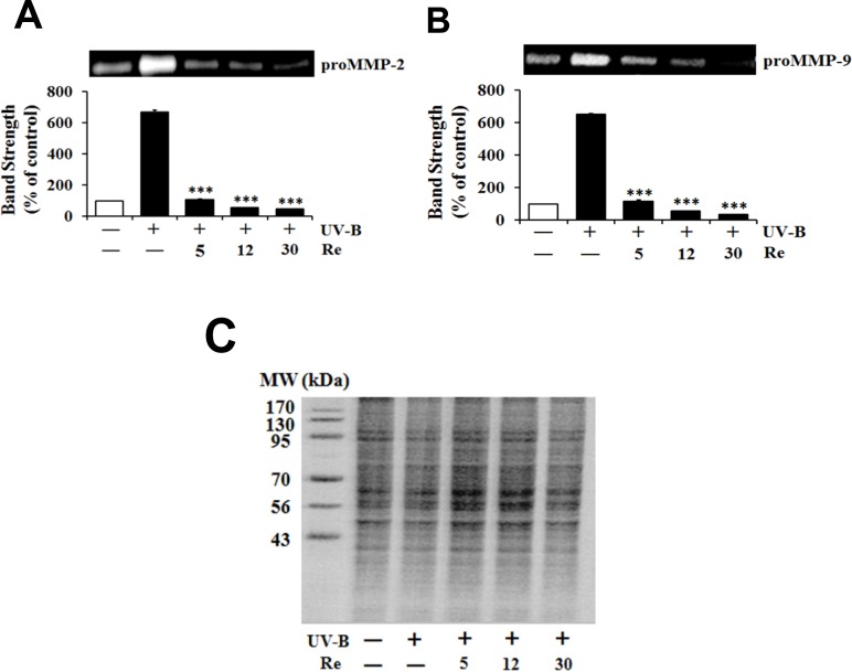 Suppressive effects of Re on pro-matrix metalloproteinase-2 (proMMP-2, A) and -9 (proMMP-9, B) gelatinolytic activity levels in HaCaT keratinocytes under the irradiation with 70 mJ/cm2 UV-B. The HaCaT cells were incubated for 24 h in fresh medium, pretreated with the indicated concentrations (0, 5, 12 and 30 μM) of Re for 30 min before the irradiation, and continued to be incubated for further 24 h. The gelatinolytic activities of proMMP-2 and proMMP-9 in conditioned medium, expressed as % of control, were detected using gelatin zymography. In C, the equal loading of conditioned media was shown by the use of Coomassie blue staining of the identical gel. The relative band strength was determined with densitometry using the ImageJ software which can be downloaded from the NIH website. ***P < 0.001 versus the non-treated control (UV-B irradiation only