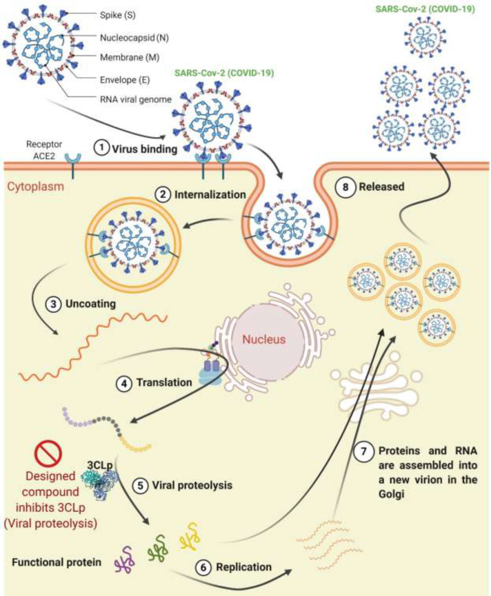 The life cycle of the SARS-Cov-2 in the cell consists of 8 steps. (1) Virus binding, (2) internalization, (3) Uncoating, (4) Translation, (5) Viral proteolysis, (6) Replication, (7) Assembling, and (8) Releasing. The designed compound inhibits 3CLp in the proteolysis step