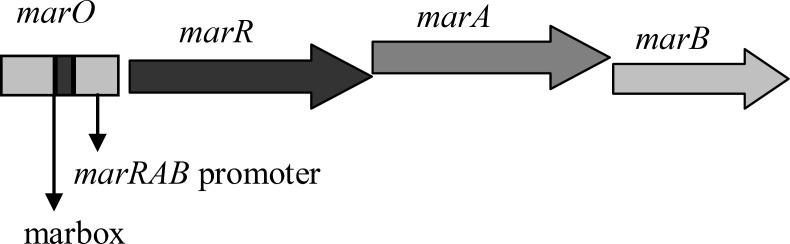 Schematic representation of marRAB operon in E. coli. marO harboring promoter and marbox. Simplified and adapted from Cohen et al., 1993 (14).
