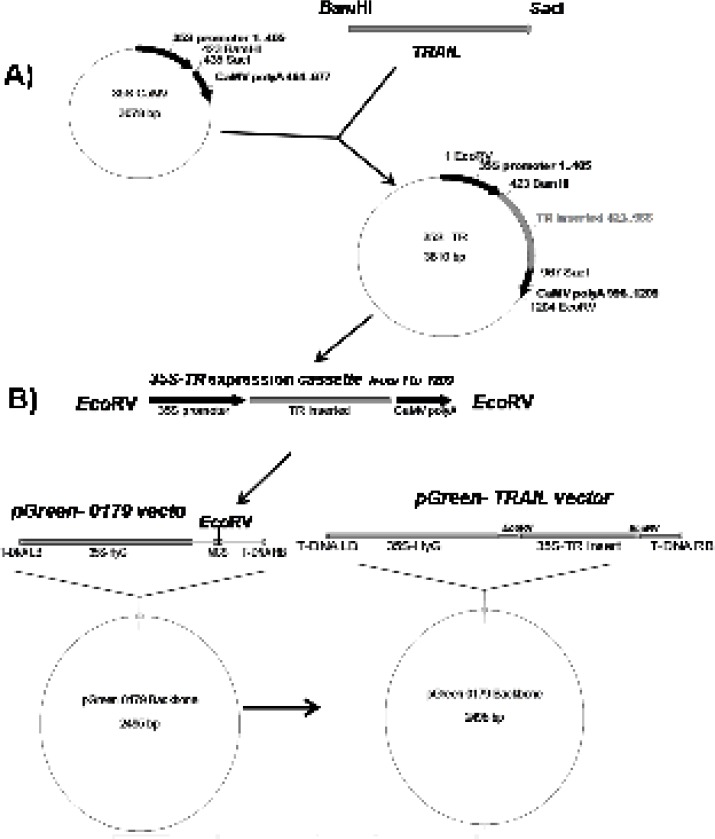 Schematic diagram of soluble human TRAIL cloning into intermediate 35S CaMV vector and pGreen-0179 plant expression vector. Panel A) represents cloning of TRAIL into BamHI and SacI regions of 35S-CaMV plasmid to obtain 35S promoter-TR inserted-CaMV polyA (1200 bp) fragment. Panel B) represents cloning of 35S promoter-TR inserted-CaMV polyA fragment into EcoRV region of the pGreen-0179 T-DNA to obtain final pGreen-TRAIL vector. LB and RB (Left border/right border) stands for left border and right border respectively.