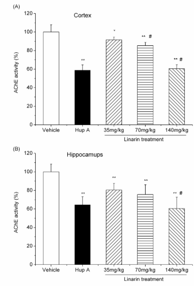 Effect of i.p. administration of linarin (35, 70 and 140 mg/Kg) and huperzine A (0.5 mg/Kg i.p.) on AChE activity in the mouse cortex (A) and hippocampus (B). Data are expressed as the percentage of control (mean ± SD, n = 6). *P < 0.05 vs control; **P < 0.01 vs control; #P < 0.05 vs previous dose, Duncan’s test comparison after ANOVA