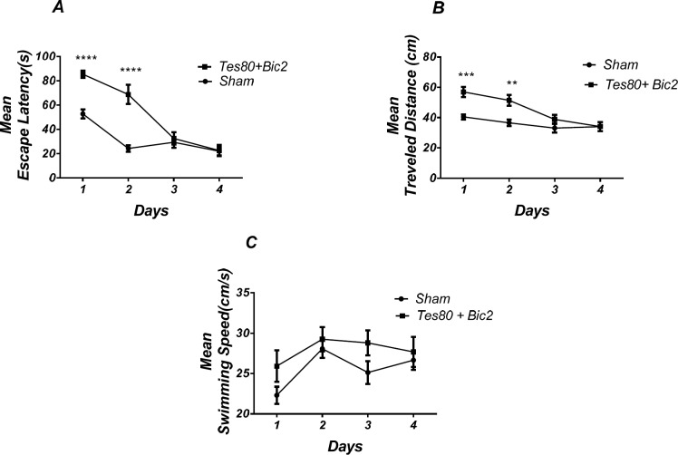 Effect of testosterone + bicuculline on spatial learning and memory. There was a significant increase in escape latency in1st and 2 nd (*** P < 0.001) days in testosterone + bicuculline treated animals compared to the sham operated group (A). Also, there was a significant increase in traveled distance in 1st (*** P < 0.001) and 2 nd (** P < 0.01) days in testosterone + bicuculline treated animals compared to the sham operated group (B). No significant difference was observed in swimming speed among groups (C). (RM) Two-way analysis of variance (ANOVA) followed by post hoc analysis (Bonferroni’s test) were used and P < 0.05 was considered to be statistically significant. (n = 6-8 for each group)