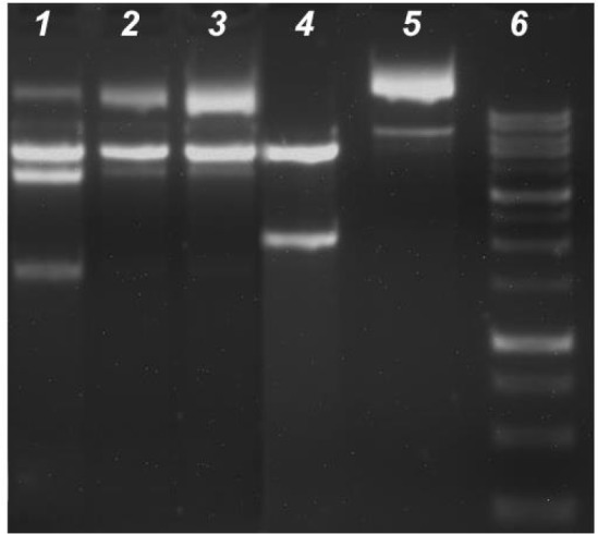 The inhibition of KpnI and BamHI restriction endonucleases activity. Following 4 h 37°C digestion of the 14µL with 10 UKpnI and BamHI, these digestion products were resolved with 1.5% agarose gel containing ethidium bromide. Lane 1: enzyme + DNA+ C3, Lane 2: enzyme + DNA + C2, Lane 3: enzyme + DNA + C1, Lane 4: Positive control (enzyme + DNA), Lane 5: Negative control (plasmid DNA + water); lane 6: DNA marker (1Kb)
