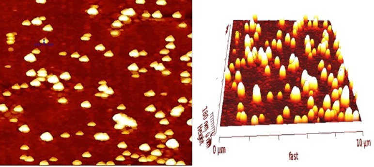 AFM image of SPION-PLGA-Gem nanoparticles. Lyophilized nanoparticles (100 µg) were dispersed in ultrapure water with bath sonicator (0.1 mg/ml) and were dispensed onto the glass slide of microscope