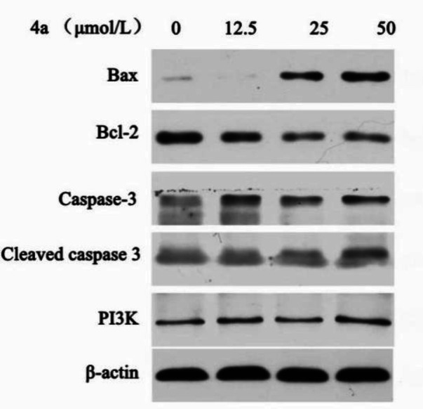The effects of compound 4a on the protein levels were assessed by Western blot