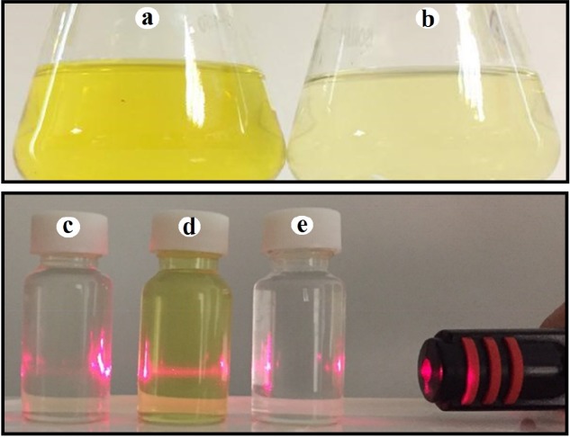 The optical color alteration and Tyndall effect: (a) Colloidal zirconium NPs with deep yellow color; (b) Fungal supernatant with pale yellow color; (c) No visible laser beam path was observed through fungal supernatant; (d) A visible laser beam path was observed through colloidal zirconium NPs indicating Tyndall effect; (e) No visible laser beam path was observed through zirconium salt