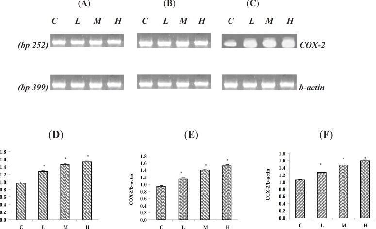 Effect of Paraquat on COX-2 mRNA level in: (A) the lungs, (B) the liver, and (C) the kidneys; the expression of β- actin as control gene from the corresponding animals are depicted in lower panels. The levels of COX-2 mRNA were evaluated by semi-quantitative RT-PCR. Lower panels represent the COX-2 mRNA levels in: (D) the lungs, (E) the liver and (F) the kidneys; that were measured by densitometry and normalized to β-actin mRNA expression level. Results were expressed as integrated density values (IDV) of COX-2 mRNA level. C= control (received vehicle); L = low dose (3.5 mg/kg), M = medium dose (7 mg/kg) and H = high dose (10 mg/kg).