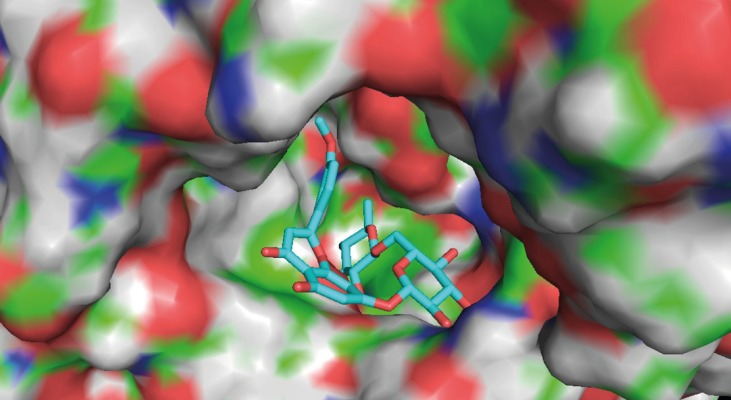 Binding mode of linarin inside active site of AChE. Linarin is shown in turquoise blue.