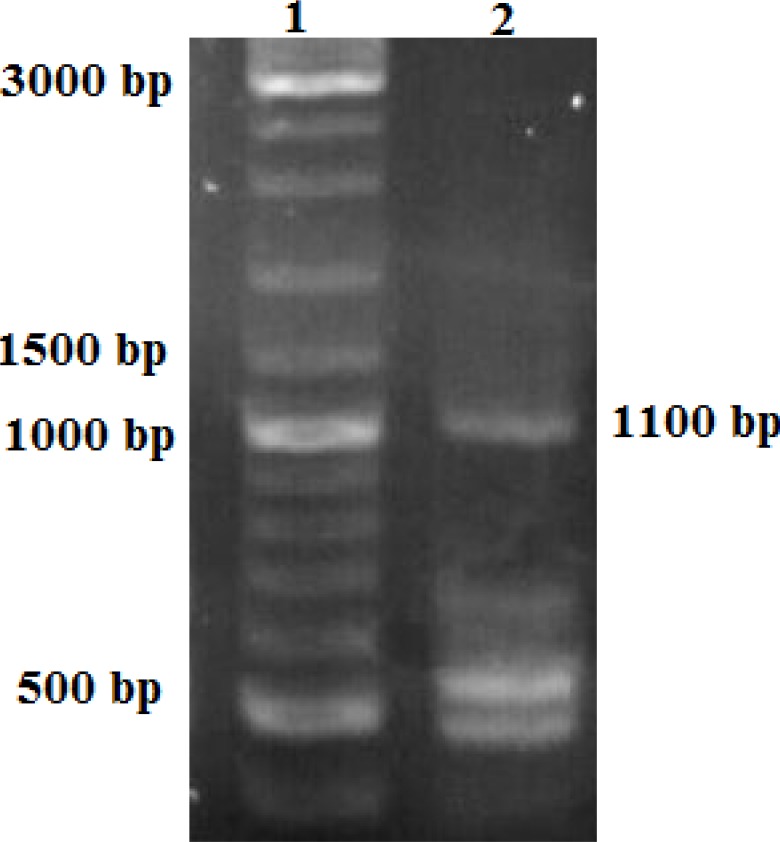 PCR products (110 0 bp) of confirmed whole construct include 511 bp insulin/promoter with 600 bp from homologous arms. Lane 1: 1 kb DNA ladder marker. Lane 2 PCR product on cells transfected by the eukaryotic moiety of default vector