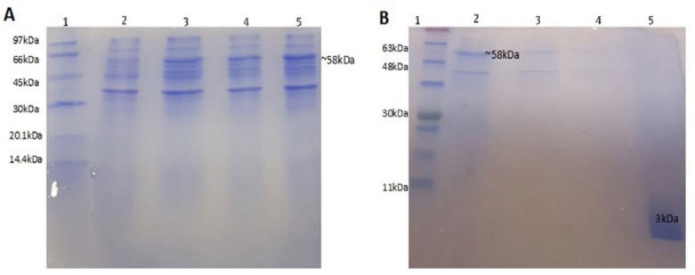 Electrophoretic analysis on 15% SDS–PAGE (A) of intein-fusion expression in E. coli BL21. Lane 1, Low molecular weight protein ladder; Lane 2, before IPTG induction (un-induced); Lane 3, 1 h after IPTG induction; Lane 4, 3 h after induction; Lane 5, 4 h after induction; (B) samples obtained from different steps of purification. Lane 1: protein ladder, lane 2: sample after solubilization of inclusion bodies loaded on chitin column, lane 3: samples after first wash, lane 4: sample after second wash, lane 5: purified peptide after cleavage by DTT