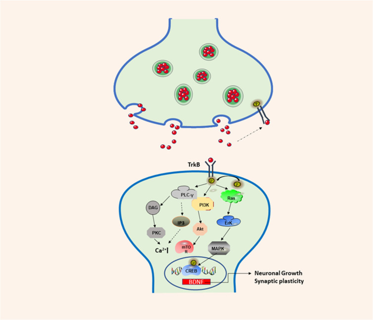 BDNF/TrkB signaling pathway involved in neuronal differentiation and synaptic plasticity. TrkB: Tropomyosin-receptor-kinaseB; PI3K: phos-phatidylinositol 3-kinase; Akt: protein kinase B; Erk: extracellular-signaling-regulated kinase; MAPK: mitogen-activated protein kinase; CREB: cAMP response element-binding protein; PLC-γ: phospholipase C-gamma; DAG: 1:2-diacylglycerol; PKC: protein kinase C